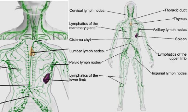 Lymphatic congestion