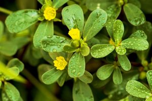 Purslane portulaca