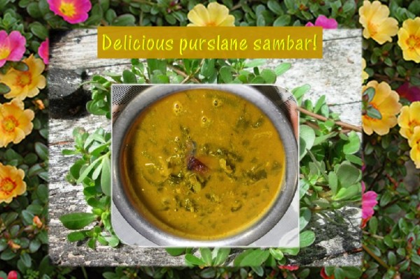 Purslane sambar