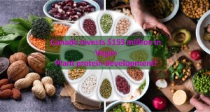 Canada plant protein