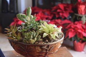 Indoor plant care