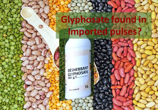 Glyphosate Pulses