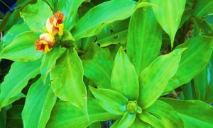 Insulin plant