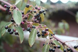 Maqui berry superfruit