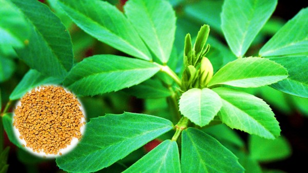 Fenugreek top 7 foods
