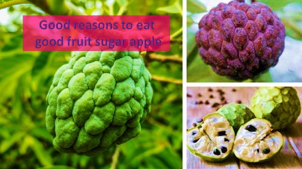 Sugar apple benefits