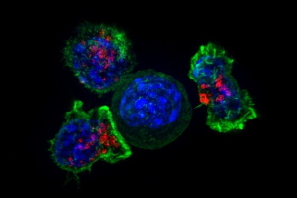 kill switch cancer cells