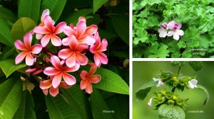 Plumeria geranium scented plants