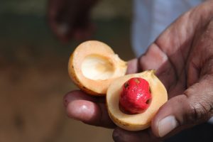 Nutmeg nutmace benefits