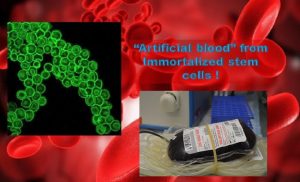Unlimited Artificial blood from Immortalized stem cells