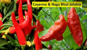 Cayenne pepper & Naga bhut chilis