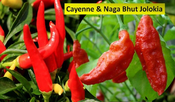 Cayenne pepper & Naga bhut chilis
