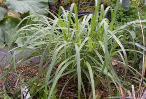 Lemongrass benefits
