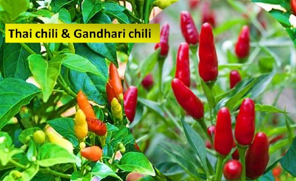 Thai and gandhari chilis