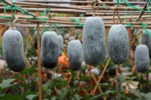 Ash gourd juice benefits