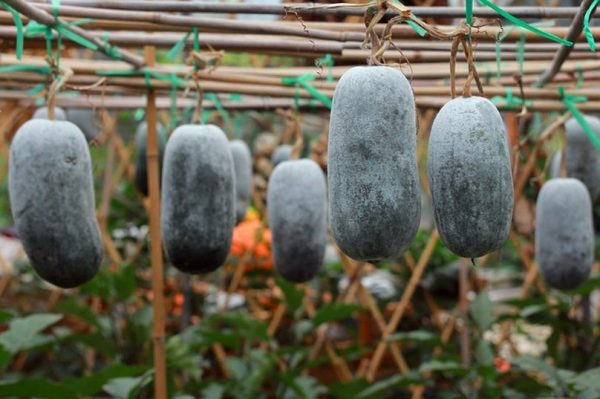 Ash gourd juice benefits