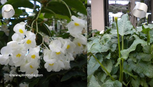 Indoor plant care tips