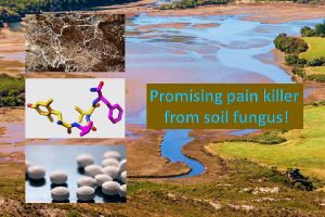Pain killer from mud fungus