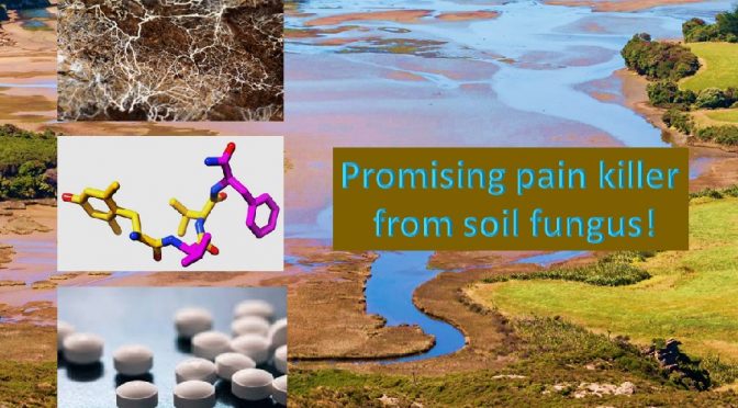 Pain killer from mud fungus