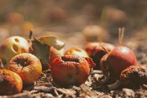 Ways to stop food wastage