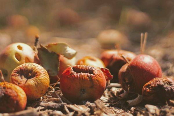 Ways to stop food wastage