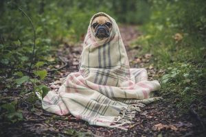 Tips to control fleas