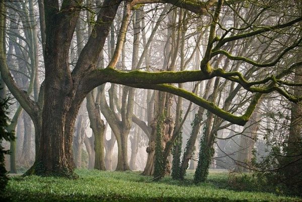 Benefits of forest bathing