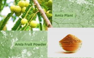 Amla powder