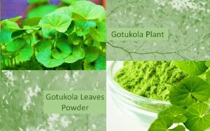 Centella gotukola powder