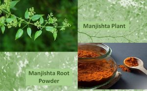 Manjishta powder