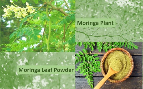 Moringa Powder benefits