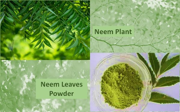 Neem powder benefits