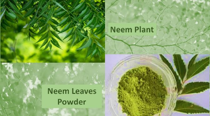Neem powder benefits