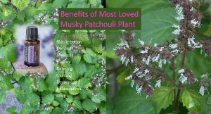 Patchouli benefits