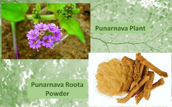 Punarnava root powder