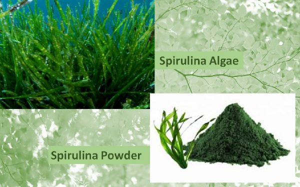 Spirulina powder benefits