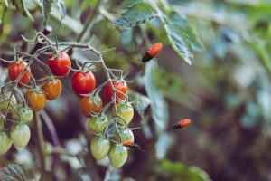 DIY insecticides