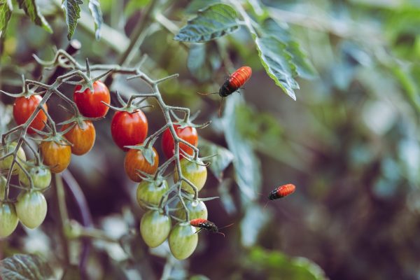 DIY insecticides