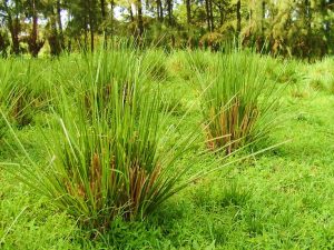 Vitiver Root benefits