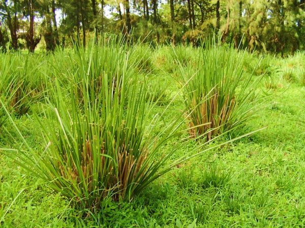 Vitiver Root benefits