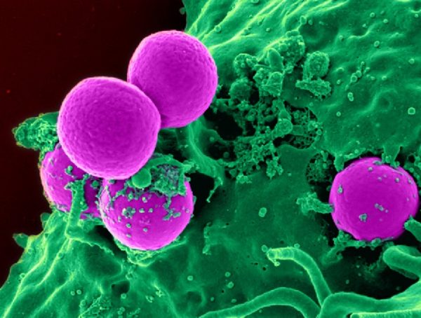 WBC and Immune system boosters