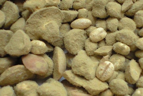 Aflatoxins Mycotoxin