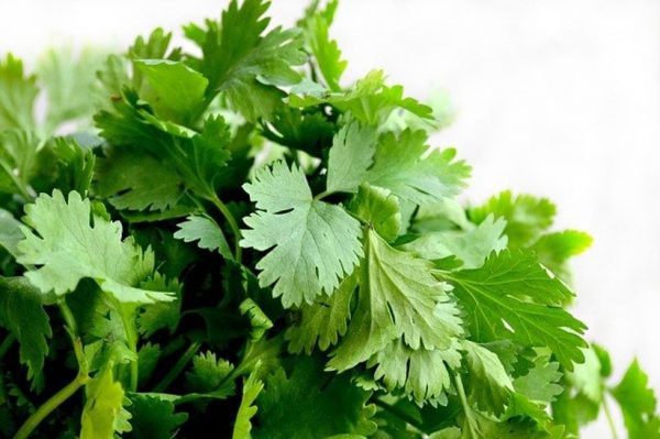 Cilantro plant benefits