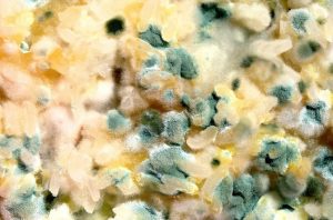 Effect of mycotoxins