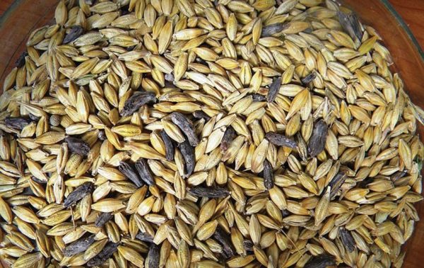 Ergot alkaloids