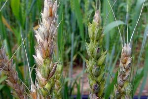 Fusarium mycotoxin