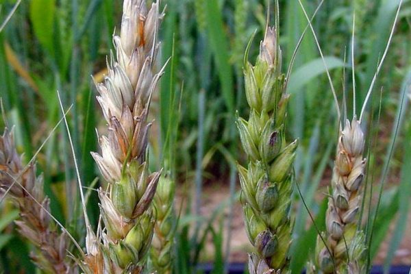 Fusarium mycotoxin
