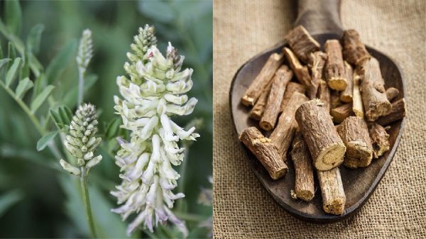 Licorice Jeshtamadhu benefits