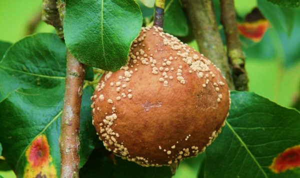 Mold and mycotoxins