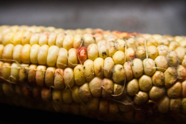 Types of mycotoxins